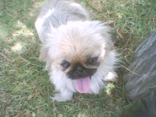 la c ma petite chienne 